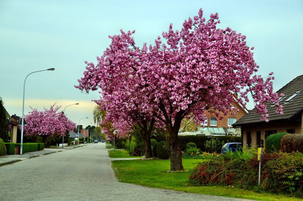 ornamental cherry, road, tree